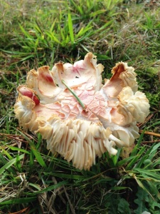 mushroom bear paw