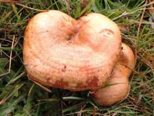 mushroom brown pillow