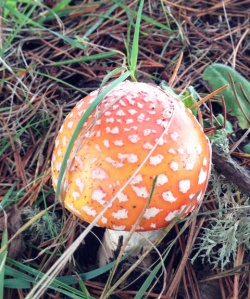 mushroom elf