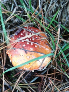 mushroom orange spotted