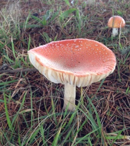 mushroom open